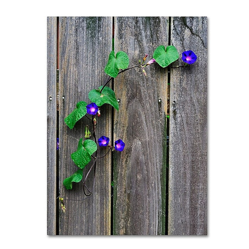 Trademark Fine Art 'Morning Glory Fence' 16" x 24" Canvas Art (65dcb9c8f638b1690961a3c5_ud)