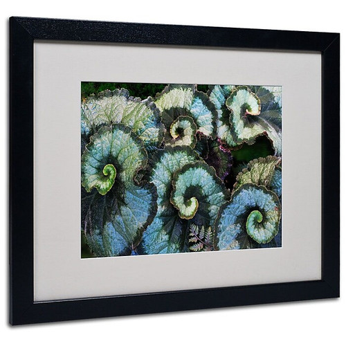 Trademark Fine Art 'Escargot Begonia' 16" x 20" Black Frame Art (65dcbb32f638b1690961a7e7_ud)