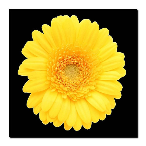Trademark Fine Art Yellow Gerber Daisy-Ready to Hang Canvas Art 14x14 Inches (65dcbc15f638b1690961aac1_ud)