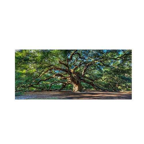 Trademark Fine Art 'Angel Oak Charleston' 10" x 19" Canvas Art (65dcc3a6e0870eb6e13828e3_ud)
