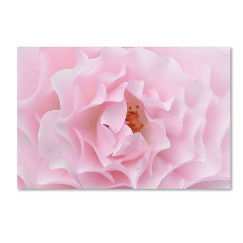 Trademark Fine Art Cora Niele 'Rose Pink Rose' 12" x 19" Canvas Stretched (190836309108)