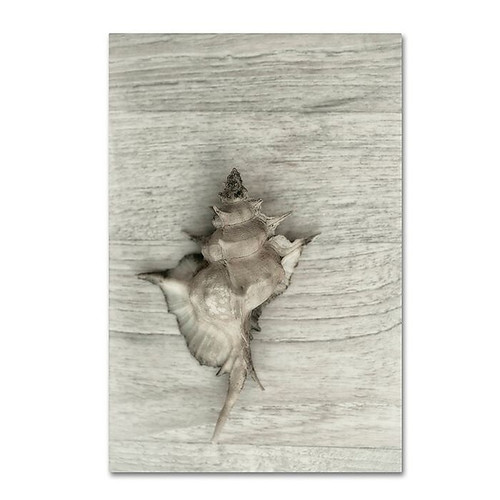 Trademark Fine Art Cora Niele 'Murex Shell' 12" x 19" Canvas Stretched (190836318148)