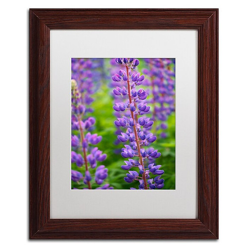 Trademark Fine Art Cora Niele 'Blue Violet Lupine Flower' 11" x 14" Matted Framed (190836247769)