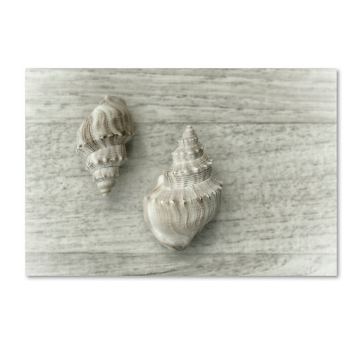 Trademark Fine Art Cora Niele 'Two Cancellaria Shells' 12" x 19" Canvas Stretched (190836258826)