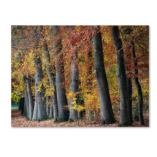 Trademark Fine Art Cora Niele 'Autumn Beeches I' 14" x 19" Canvas Stretched (190836315406)