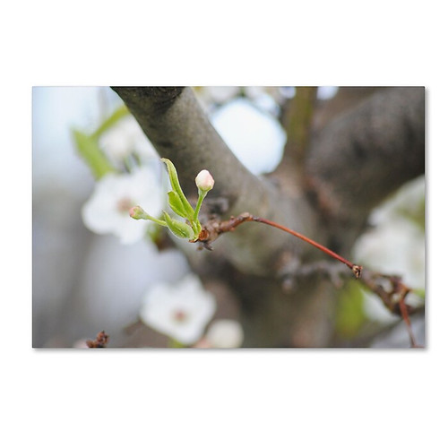 Trademark Fine Art Monica Mize 'Before Bloom' 12 x 19 (MF133-C1219GG)