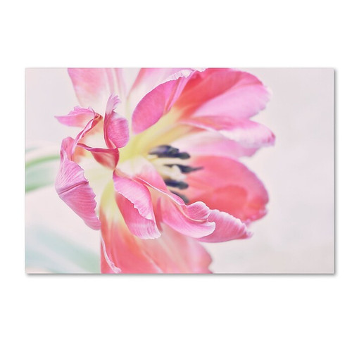 Trademark Fine Art Cora Niele 'Cerise Tulip' 30" x 47" Canvas Stretched (190836257119)