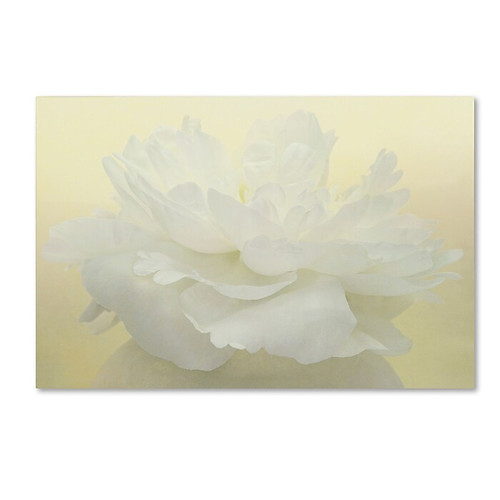Trademark Fine Art Cora Niele 'Pure White Peony' 12" x 19" Canvas Stretched (190836260362)
