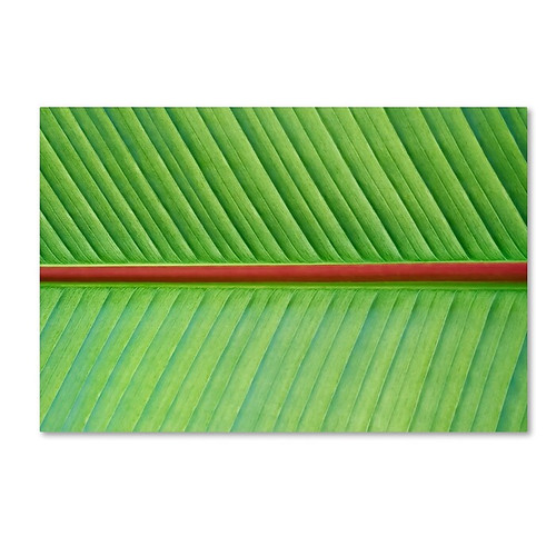Trademark Fine Art Cora Niele 'Leaf Texture V' 12" x 19" Canvas Stretched (190836314706)