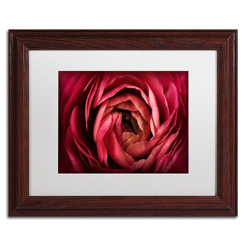 Trademark Fine Art Cora Niele 'Glowing Ruby Red Ranunculus' 11" x 14" Matted Framed (190836257881)