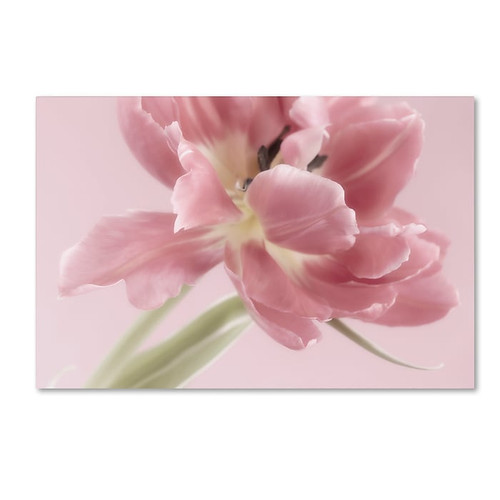 Trademark Fine Art Cora Niele 'Soft Pink Tulip' 12" x 19" Canvas Stretched (190836309528)