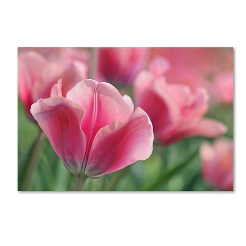 Trademark Fine Art Cora Niele 'Tulip Mirella Pink' 12" x 19" Canvas Stretched (190836249800)