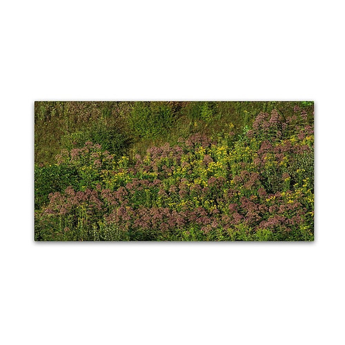 Trademark Fine Art Kurt Shaffer 'Ohio Meadow in Bloom' 12" x 24" Canvas Stretched (190836007721)