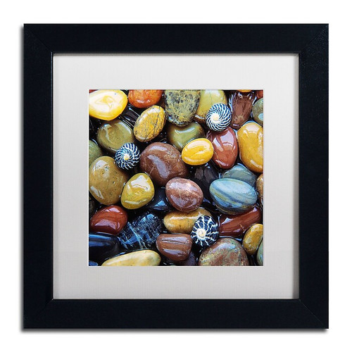 Trademark Fine Art David Evans 'Shells & Pebbles' 11 x 11 (DE0118-B1111MF)