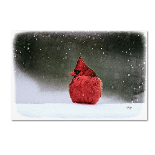 Trademark Fine Art Lois Bryan 'A Ruby in the Snow' 12 x 19 (LBR0237-C1219GG)