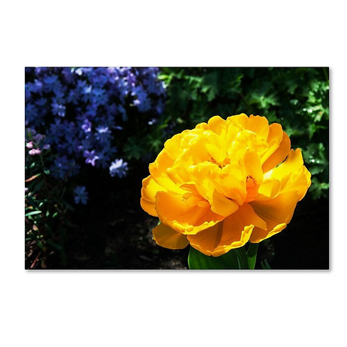 Trademark Fine Art Kurt Shaffer 'Yellow Double Headed Tulip' 16 x 24 (KS01056-C1624GG)