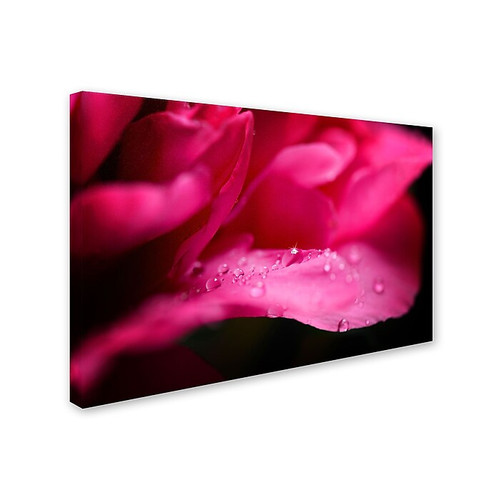 Trademark Philippe Sainte-Laudy "Peony Drops" Gallery-Wrapped Canvas Art, 16" x 24" (65dcf894e8837636b11a2b99_ud)