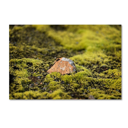 Trademark Fine Art Philippe Sainte-Laudy 'Special One' 12" x 19" Canvas Stretched (190836325962)