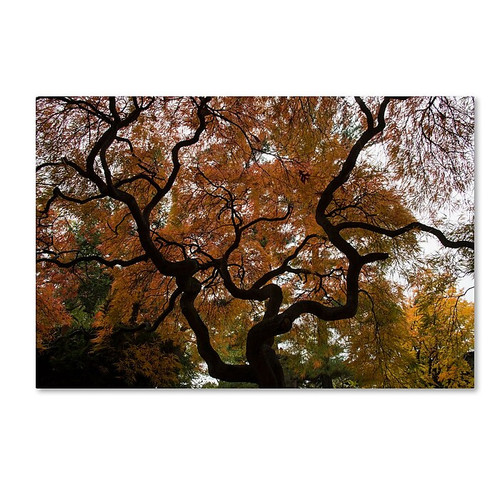 Trademark Fine Art Kurt Shaffer 'Brilliant Japanese Maple Abstract' 16 x 24 (KS01026-C1624GG)