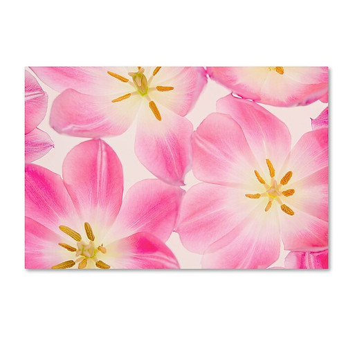 Trademark Fine Art Cora Niele 'Three Cerise Pink Tulips' 12" x 19" Canvas Stretched (190836310081)