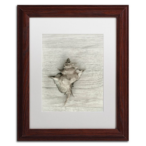 Trademark Fine Art Cora Niele 'Murex Shell' 11" x 14" Matted Framed (190836318247)