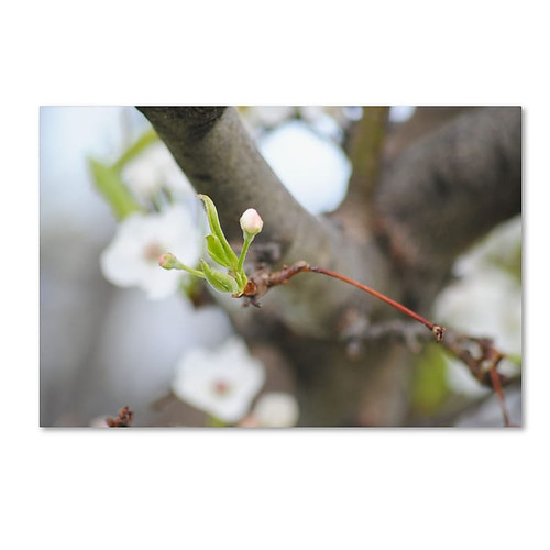 Trademark Fine Art Monica Mize 'Before Bloom' 16 x 24 (MF133-C1624GG)