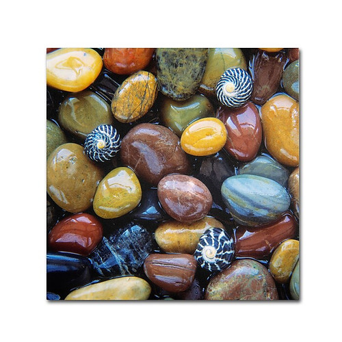 Trademark Fine Art David Evans 'Shells & Pebbles' 14 x 14 (DE0118-C1414GG)