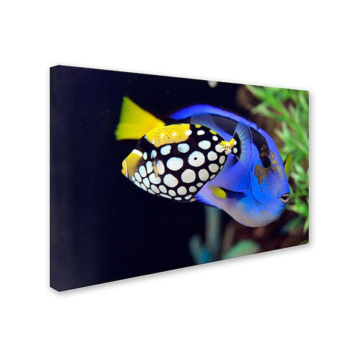 Trademark Kurt Shaffer "Colorful Tropical Fish" Gallery-Wrapped Canvas Art, 30" x 47" (65dcfafae8837636b11a36bf_ud)
