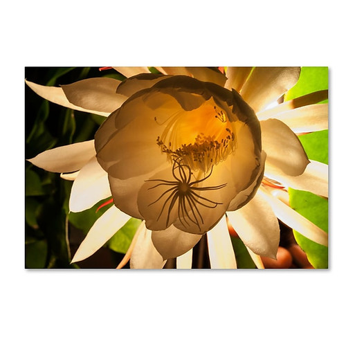 Trademark Fine Art ''She Only Comes out at Night'' by Kurt Shaffer 22" x 32" Canvas Art (KS01087-C2232GG)