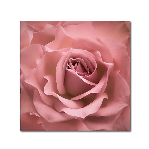 Trademark Fine Art Cora Niele 'Misty Rose Pink Rose' 14" x 14" Canvas Stretched (190836258208)