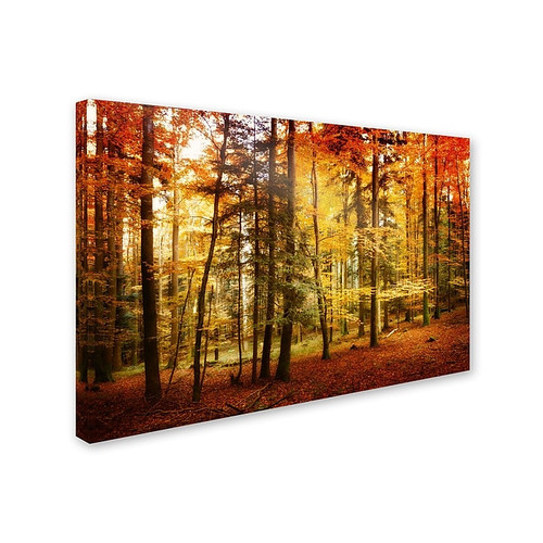 Trademark Philippe Sainte-Laudy "Brilliant Fall Color" Gallery-Wrapped Canvas Art, 22" x 32" (65dcfb9ce8837636b11a39d3_ud)
