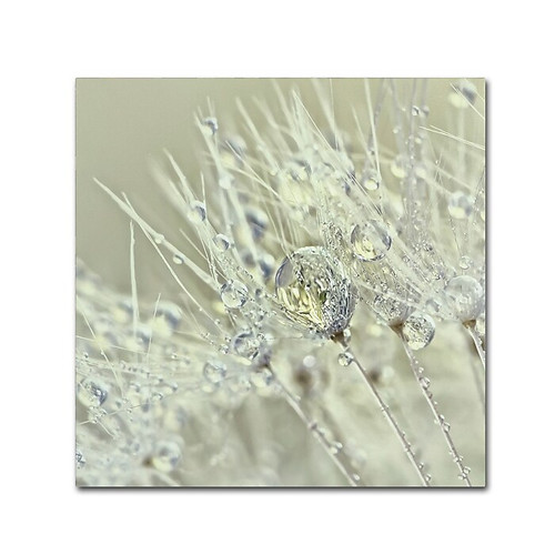 Trademark Fine Art Cora Niele 'Dandelion Dew III' 14" x 14" Canvas Stretched (190836251629)