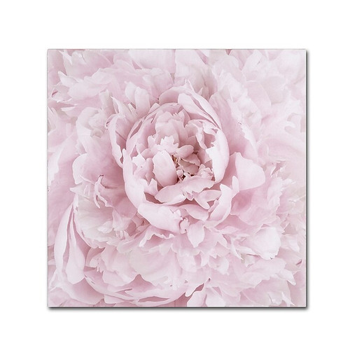 Trademark Fine Art Cora Niele 'Pink Peony Flower' 14" x 14" Canvas Stretched (190836307142)