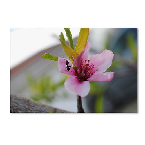 Trademark Fine Art Monica Mize 'Expressive Individuality' 30 x 47 (MF143-C3047GG)