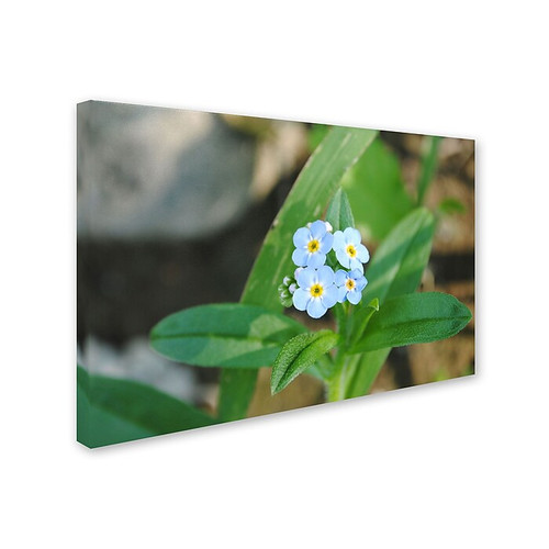 Trademark Monica Fleet "Dignified Characteristic" Gallery-Wrapped Canvas Art, 30" x 47" (65dcfcc8e8837636b11a3f54_ud)