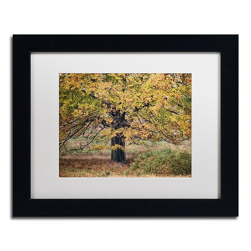 Trademark Fine Art Cora Niele 'Beech Tree' 11" x 14" Matted Framed (190836315949)