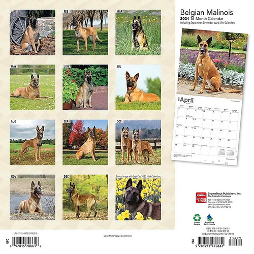2024 BrownTrout Belgian Malinois 12" x 12" Monthly Wall Calendar (9781975470661)