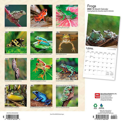 2024 BrownTrout Frogs 12" x 12" Monthly Wall Calendar (9781975462765)