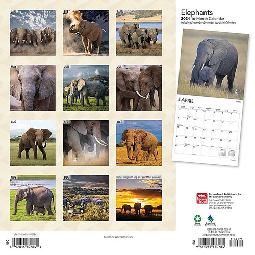 2024 BrownTrout Elephants 12" x 12" Monthly Wall Calendar (9781975470784)