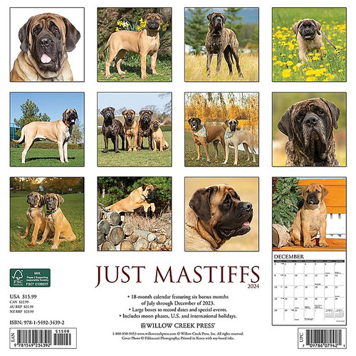 2024 Willow Creek Just Mastiffs 12" x 12" Monthly Wall Calendar, Multicolor (34392)