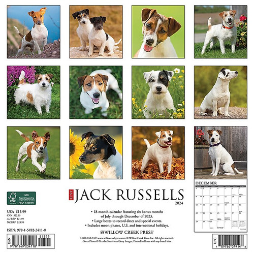 2024 Willow Creek Just Jack Russells 12" x 12" Monthly Wall Calendar, Multicolor (34118)