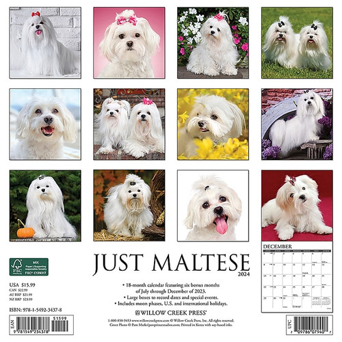 2024 Willow Creek Just Maltese 12" x 12" Monthly Wall Calendar, Multicolor (34378)
