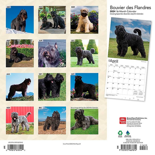 2024 BrownTrout Bouvier des Flandres 12" x 12" Monthly Wall Calendar (9781975467814)