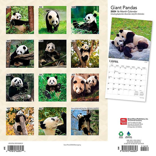 2024 BrownTrout Giant Pandas 12" x 12" Monthly Wall Calendar (9781975462857)