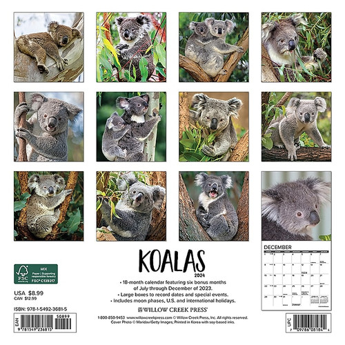 2024 Willow Creek Koala Bears 7" x 7" Monthly Wall Calendar, Multicolor (36815)