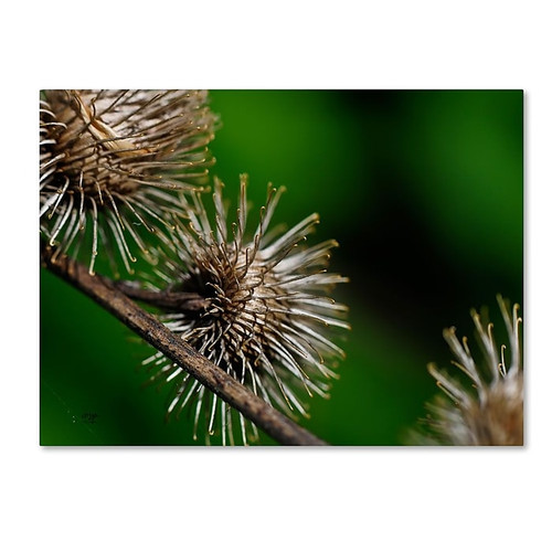 Trademark Fine Art 'Prickly' 30" x 47" Canvas Art (65dd67f4e8837636b11dcc45_ud)