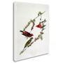 Trademark Fine Art 'Purple Finch' 24" x 32" Canvas Art (65dc8faa00faa78082277064_ud)
