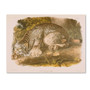 Trademark Fine Art 'Canada Lynx' 24" x 32" Canvas Art (65dc8fce00faa780822770ae_ud)