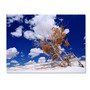 Trademark Fine Art Philippe Sainte-Laudy 'Burn Tree' Canvas Art 22x32 Inches (65dc905e00faa78082277226_ud)