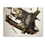 Trademark Fine Art 'Virginian Opossum' 14" x 19" Canvas Art (65dc908900faa78082277294_ud)